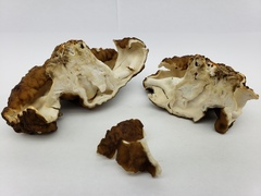Gyromitra