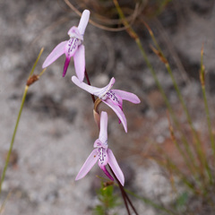 Disa bifida