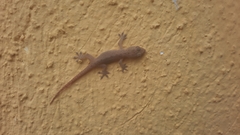 Hemidactylus frenatus