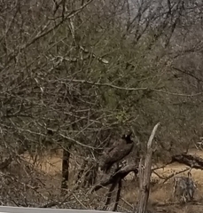 Polemaetus bellicosus