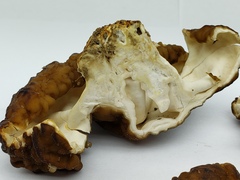 Gyromitra
