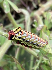 Eumorpha fasciatus