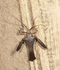 Meropachyini
