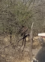 Polemaetus bellicosus