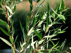 Salix laevigata