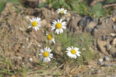 Tripleurospermum