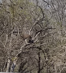 Polemaetus bellicosus