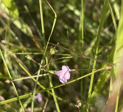 Agalinis skinneriana
