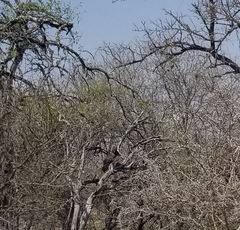 Polemaetus bellicosus