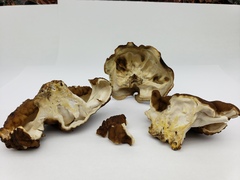 Gyromitra