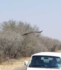 Polemaetus bellicosus