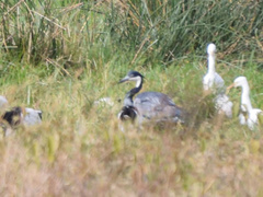 Ardea melanocephala