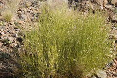 Monechma spartioides