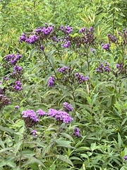 Vernonia