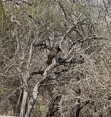 Polemaetus bellicosus