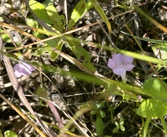Agalinis skinneriana