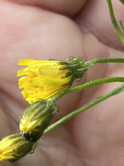 Crepis capillaris