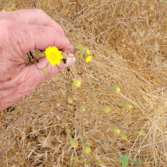 Hemizonia congesta lutescens