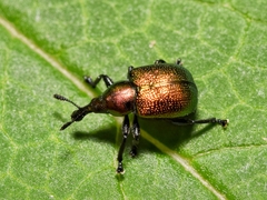 Byctiscus populi