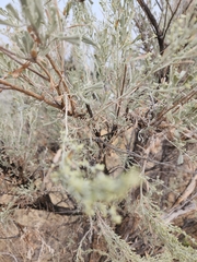 Artemisia tridentata