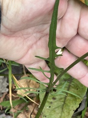 Crepis capillaris
