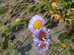 Erigeron glaucus
