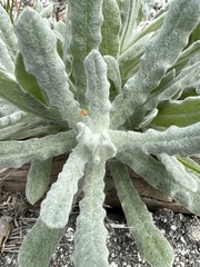 Pseudognaphalium stramineum