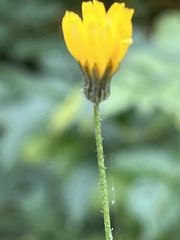 Crepis capillaris