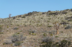 Aloidendron dichotomum