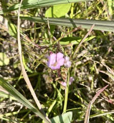 Agalinis skinneriana