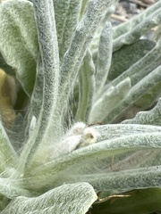 Pseudognaphalium stramineum