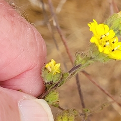 Hemizonia congesta lutescens