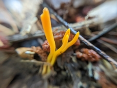 Clavariaceae