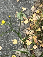 Crepis capillaris