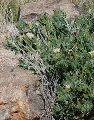 Codon royenii