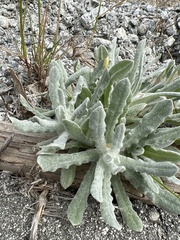 Pseudognaphalium stramineum
