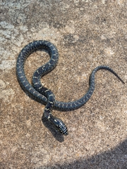 Lampropeltis holbrooki