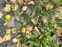 Crepis capillaris