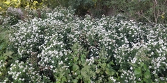 Ageratina altissima
