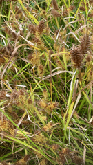 Carex lurida