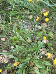 Crepis capillaris
