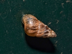 Cochlicella barbara