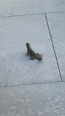 Leiocephalus carinatus