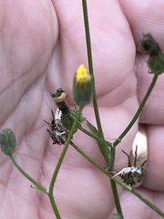 Crepis capillaris