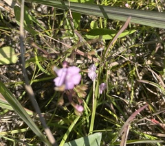 Agalinis skinneriana