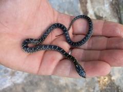 Lampropeltis holbrooki