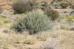 Euphorbia gregaria