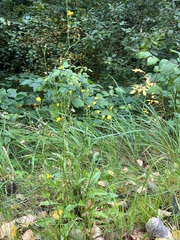Crepis capillaris
