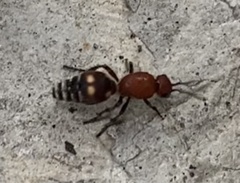 Dasymutilla quadriguttata