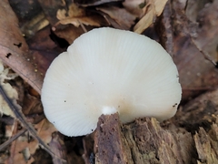 Crepidotus applanatus